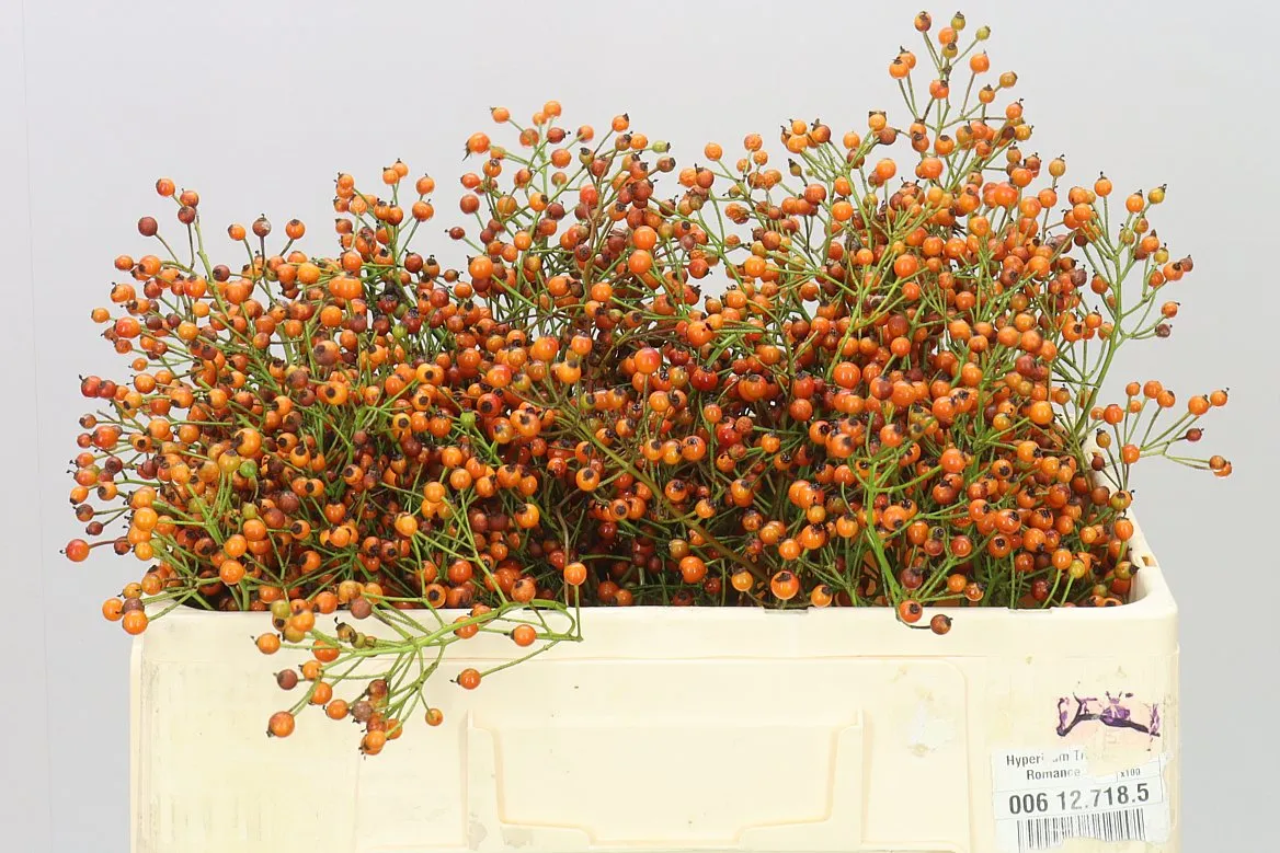 Rozenbottel Prinsberry Orange • 50 cm