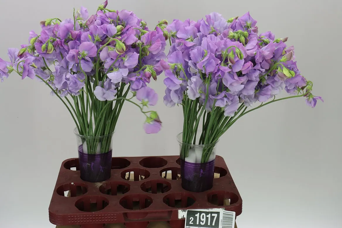 Lathyrus Lilac • 40 cm