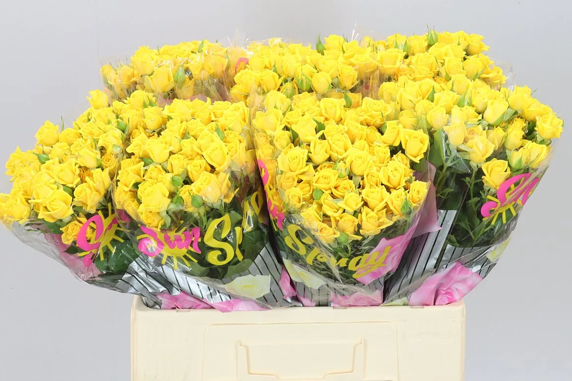 Rosa Tr Mariah • 60 cm