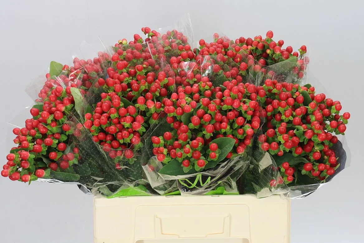 Hyp Tomato Flair • 60 cm