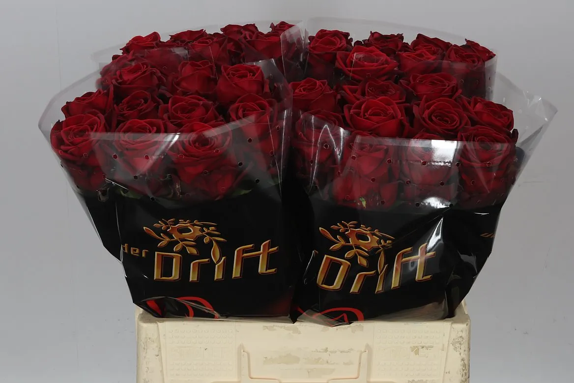 Ruža Red Naomi Drf • 60 cm