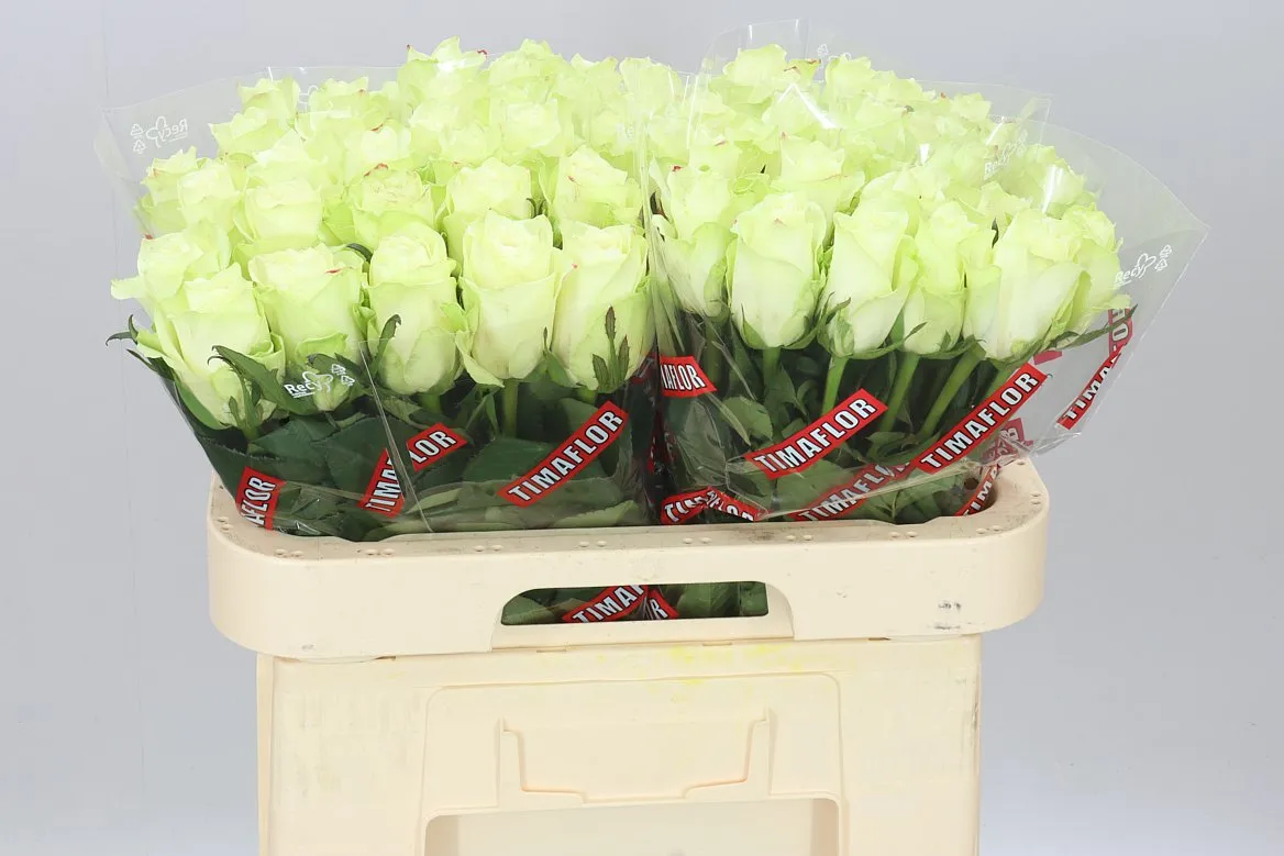 Ruža Athena Ex • 60 cm