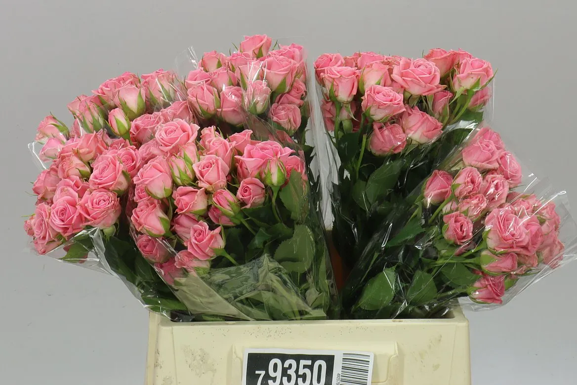 Rosa Tr Odilia • 40 cm