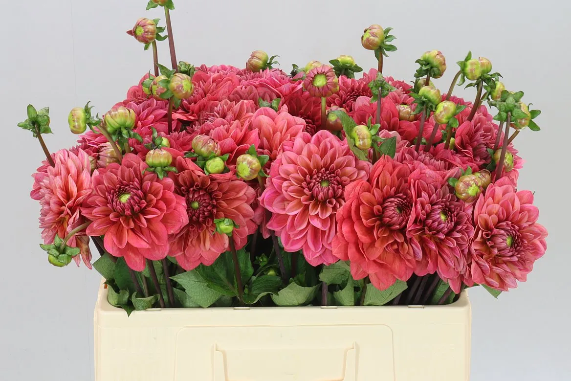 Dahlia Salmon Runner • 50 cm