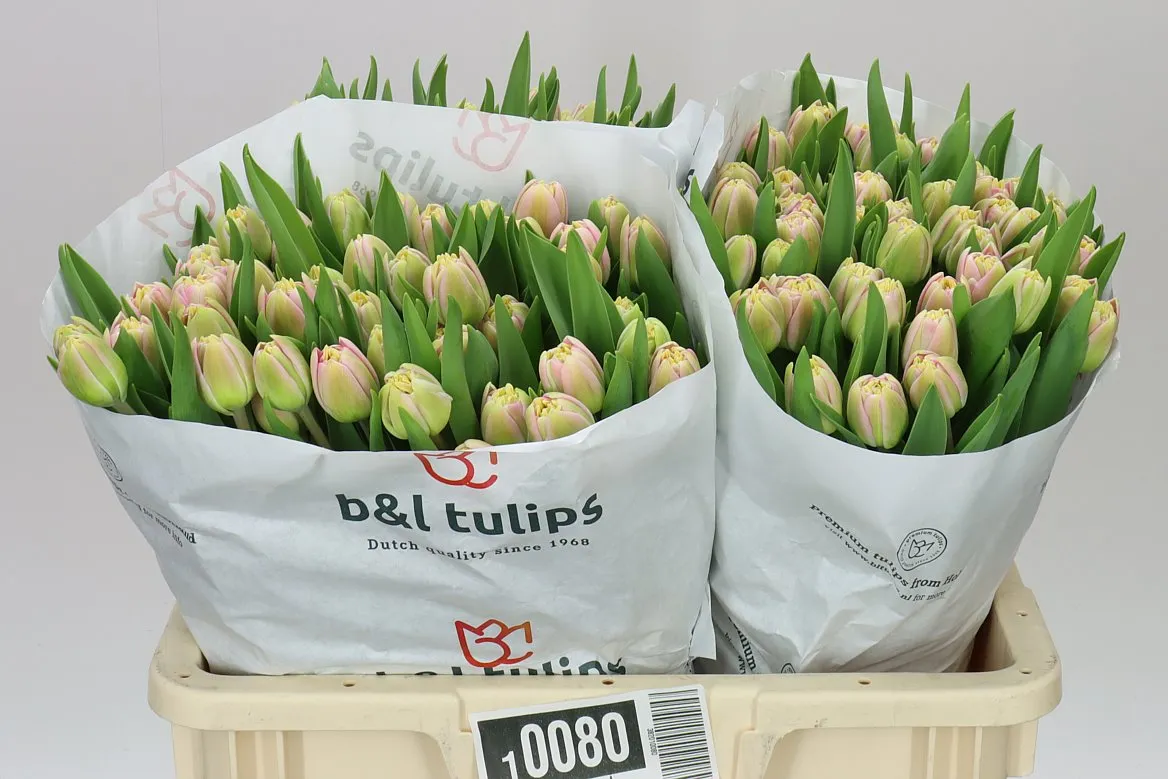 Tulipán plnokvetý Endless Love • 40 cm