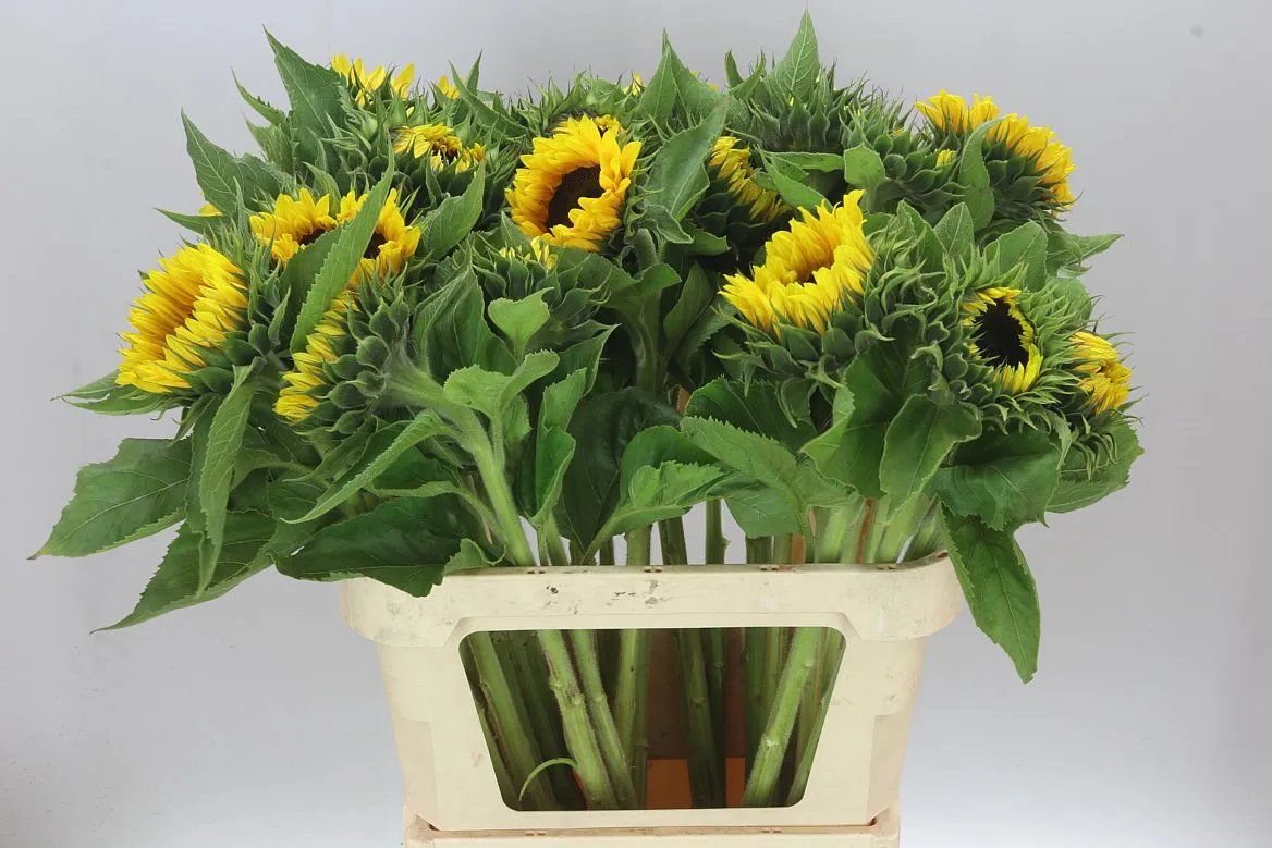 Helianthus A Sunrich Provence • 80 cm