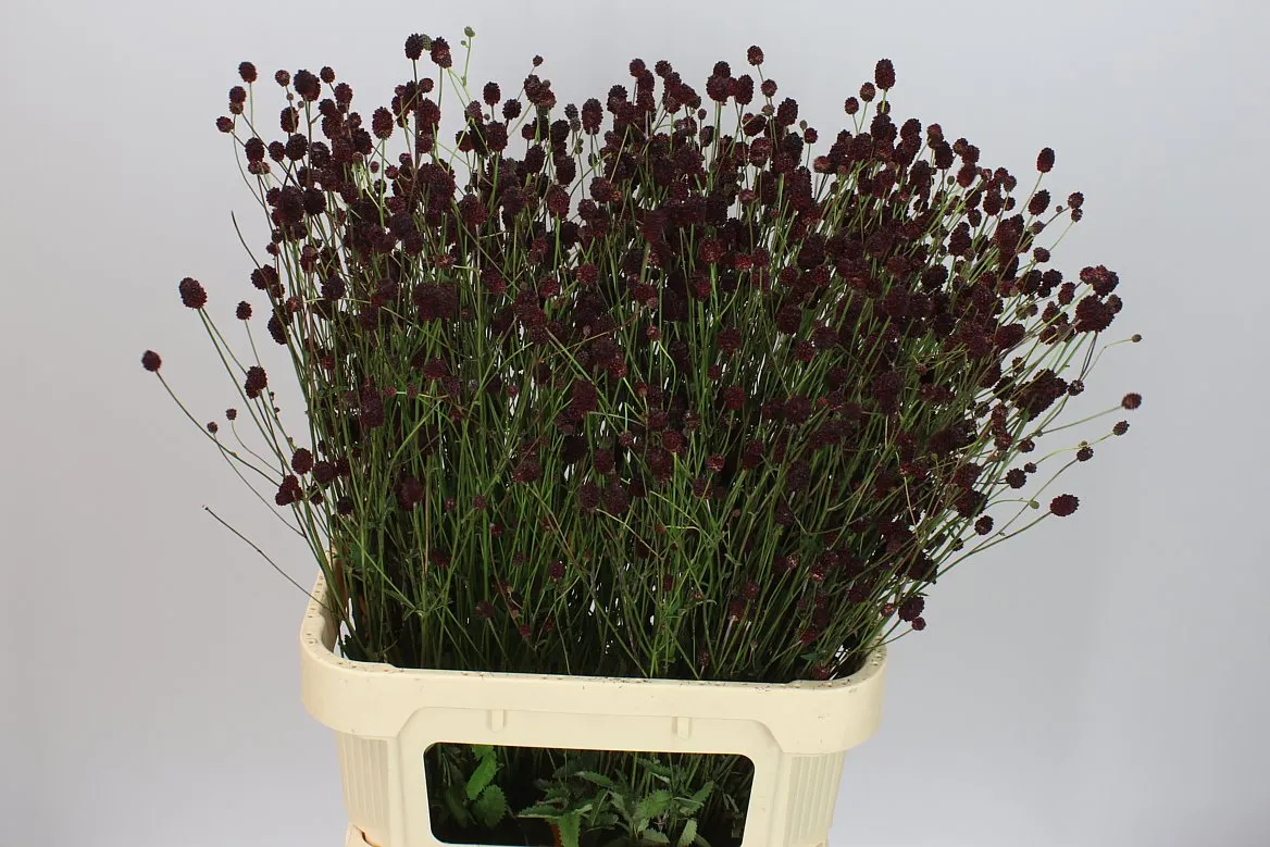 Sanguisorba Off Cayenn D Red • 85 cm