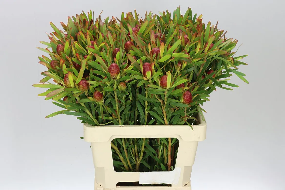 Leucadendron Cherry Pearl Spray • 60 cm