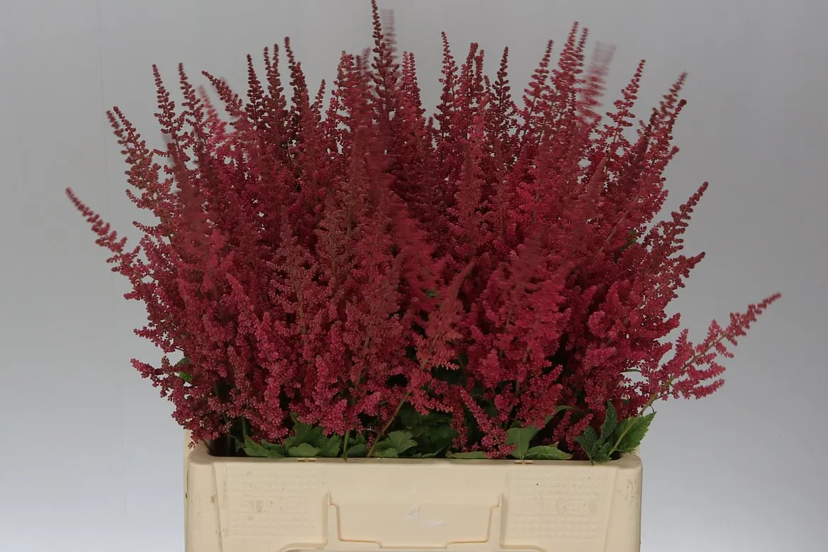 Astilbe Else Schluck • 60 cm