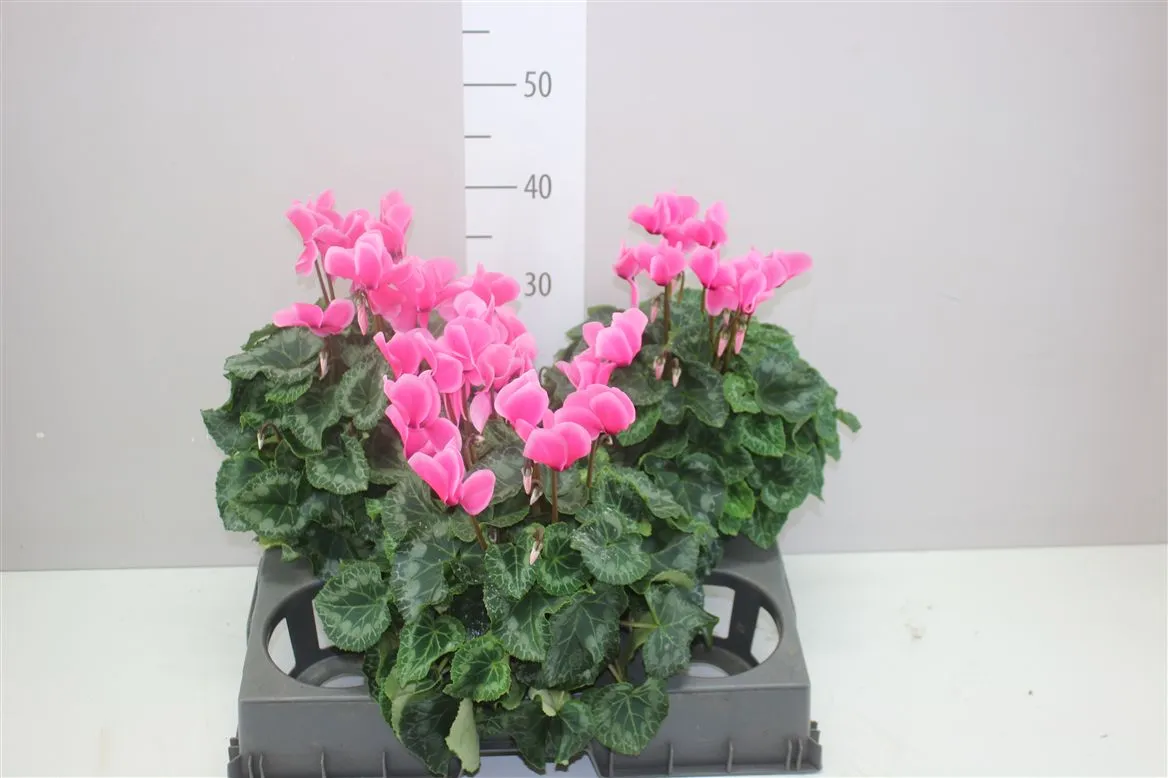 Cyclamen Gr S S Xl Roze • črepník 15 cm