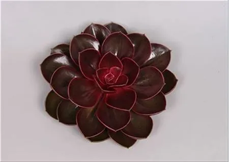 Echeveria Red Ruby Cutflowers • 12 cm