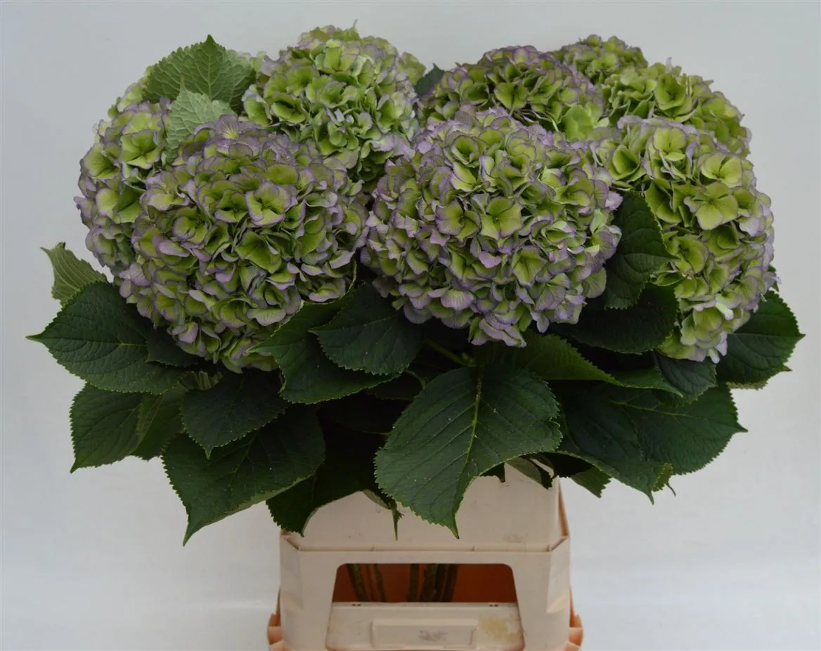 Hortenzia Verena Blue Classic • 65 cm