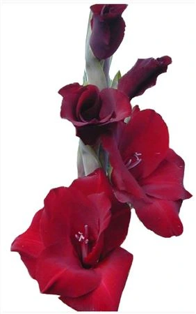 Gladiola Bordeaux • 120 cm