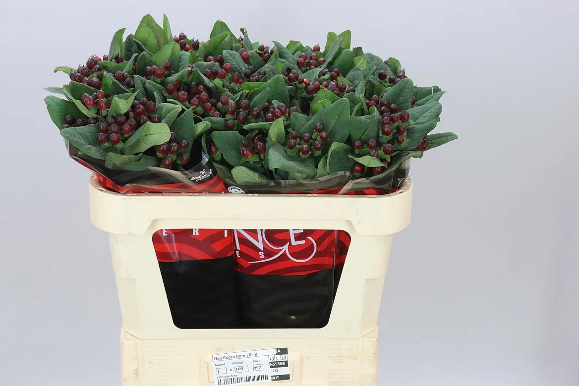 Hyperikum Rocky Romance • 70 cm