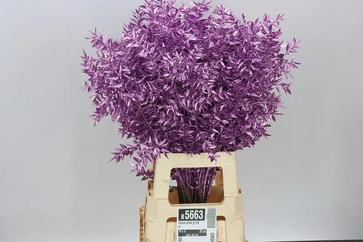 Ruskus Prick Gl Milka • 70 cm