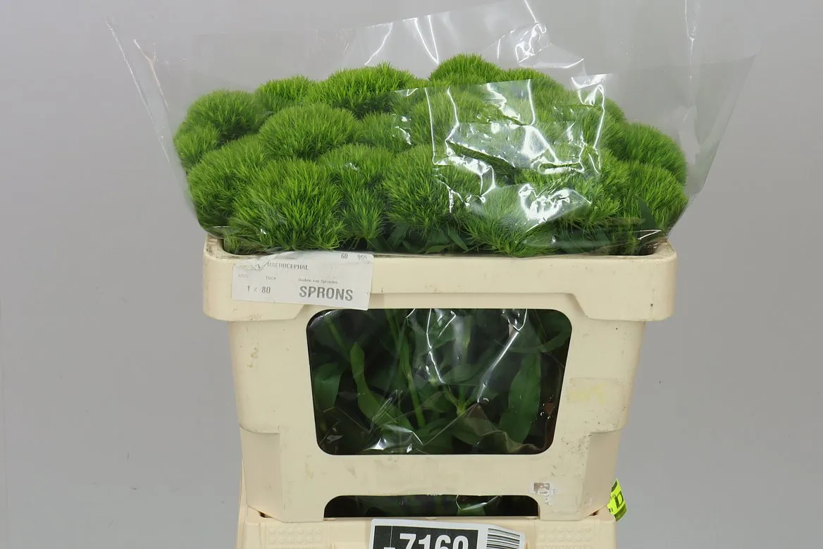 Klinček bradatý Green Charm • 50 cm