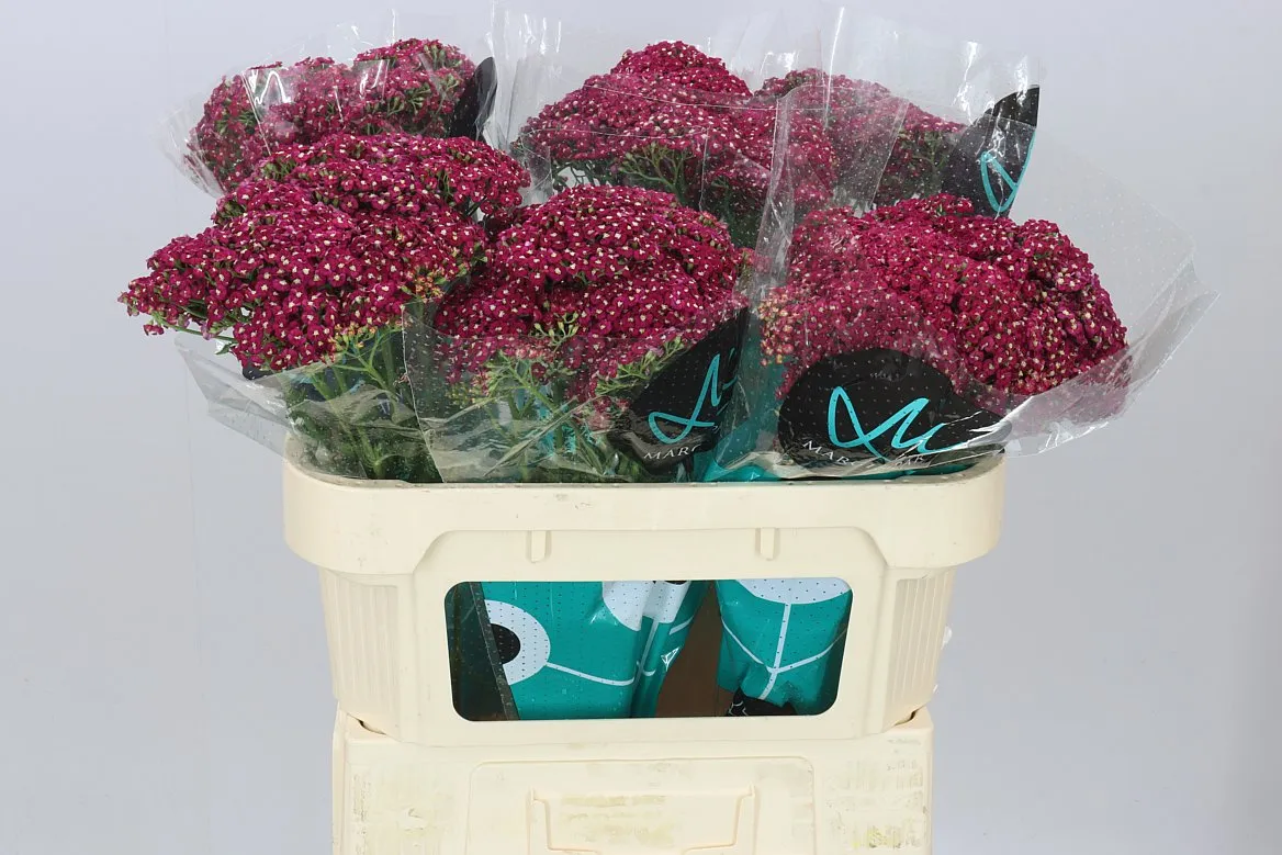 Achillea Neonglow Ember • 70 cm