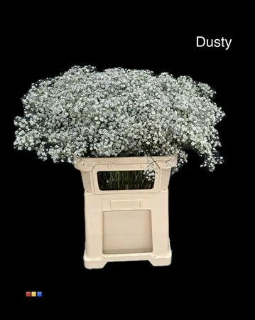 Gypsofila Xlence Dusty Grey • 80 cm