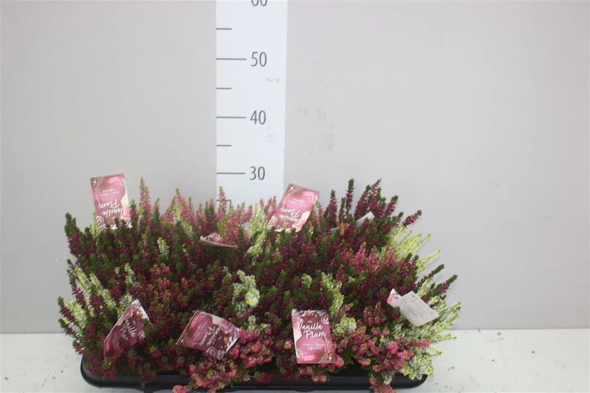 Calluna G.girls Vanilla Plum • črepník 12 cm