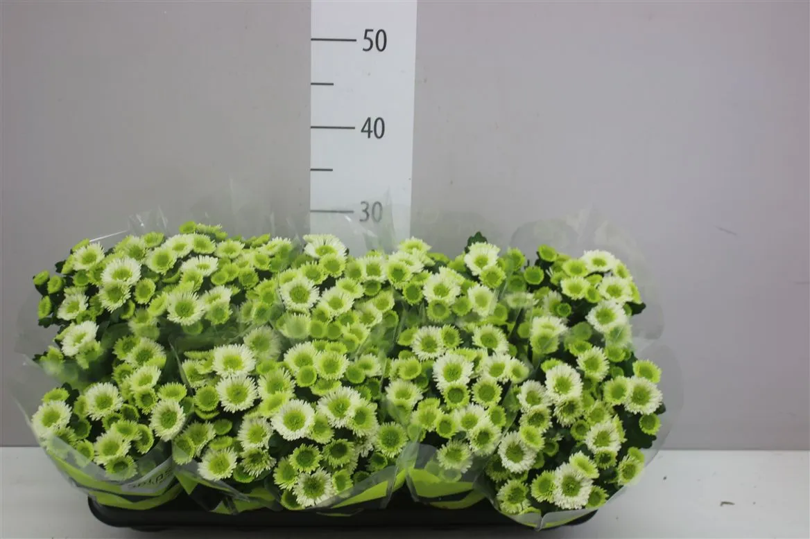 Chrysanth Splash Meadow • črepník 12 cm