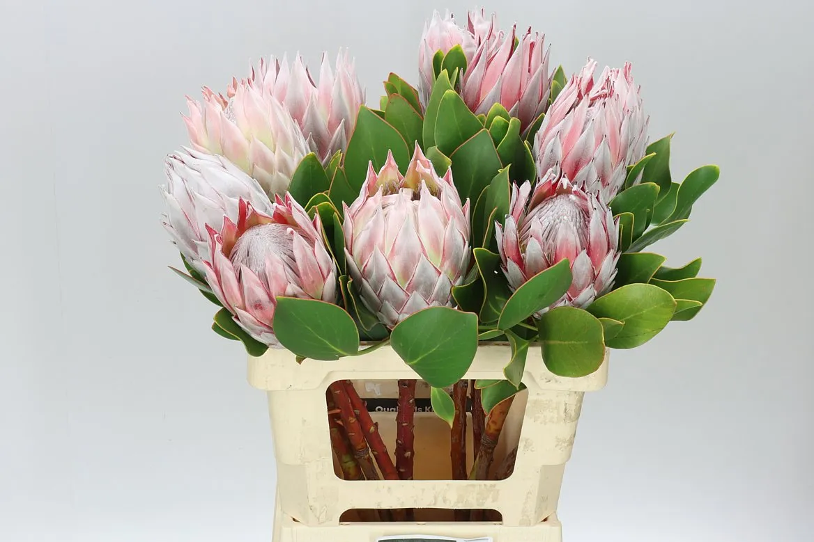 Protea Cynaroides • 60 cm