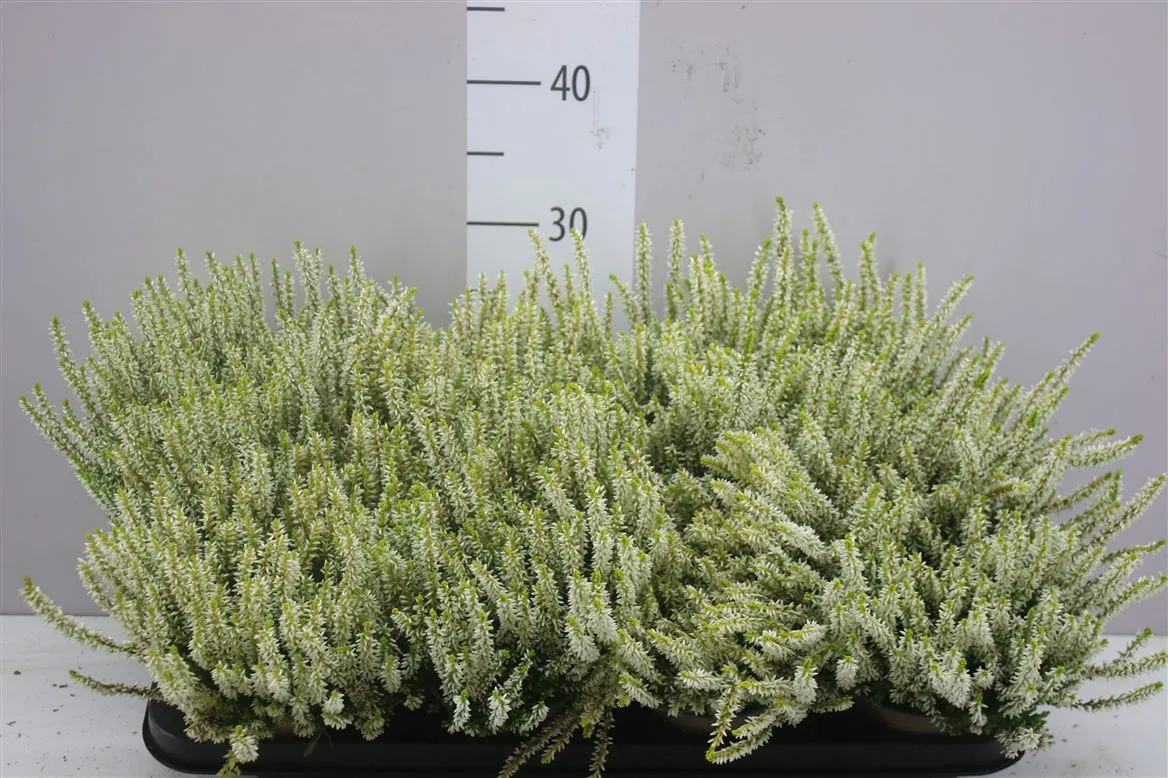 Calluna G.girls Gelb Weisse Blute • črepník 12 cm