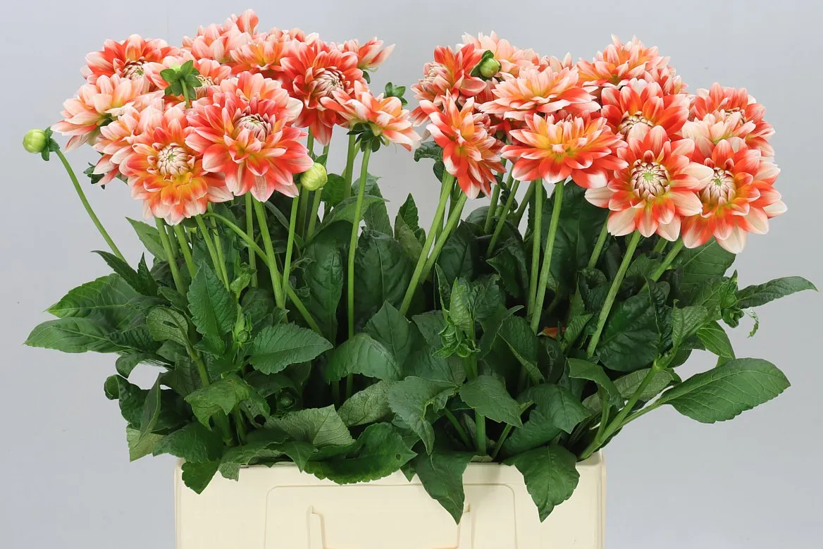 Dahlia Hapet Harmony • 55 cm