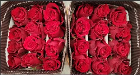 Rosa Gr Ec Born Free • 60 cm