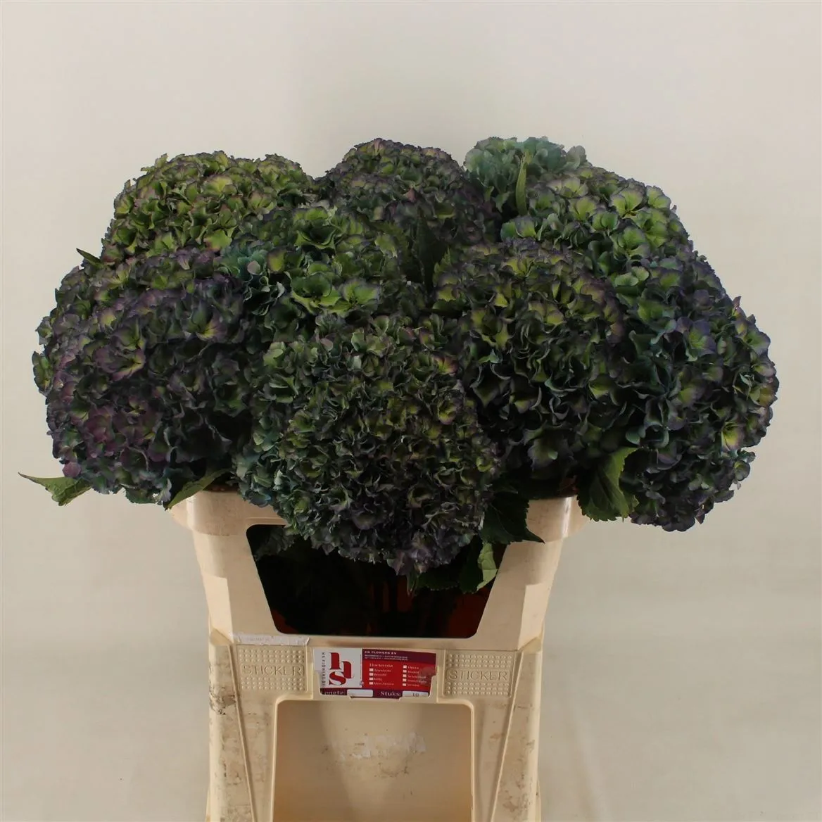 Hortenzia Parade Classic • 80 cm