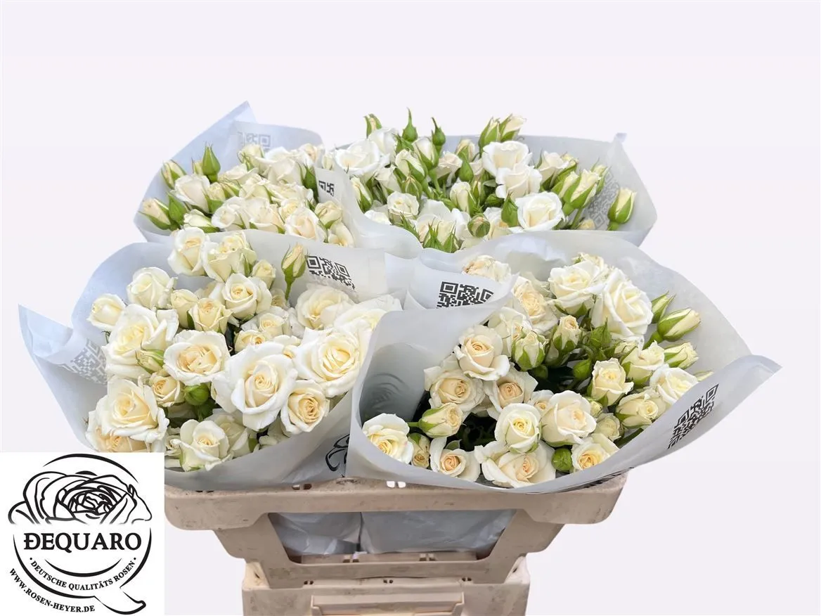 Ruža trsová Majolika White • 50 cm