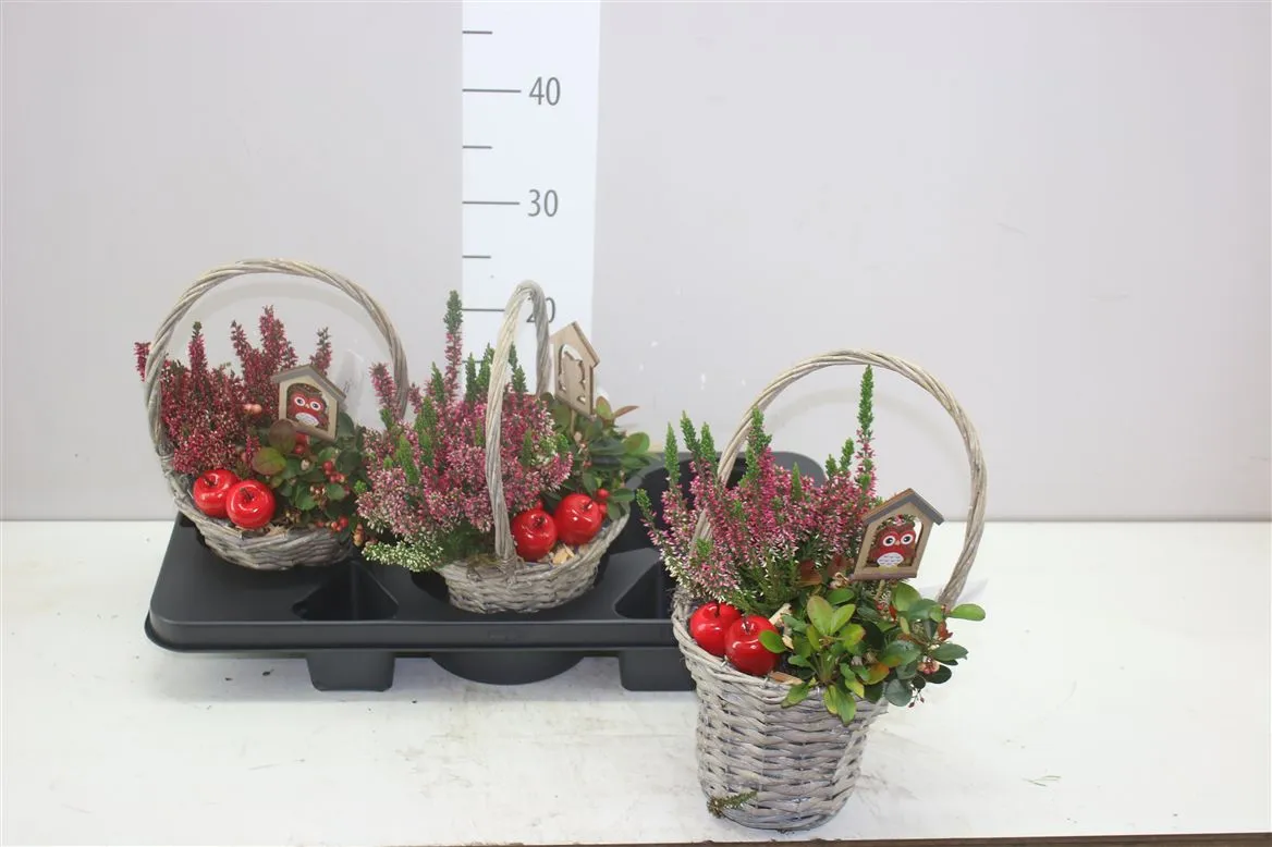 Arr Tuinplanten v obale Hengselmand • črepník 18 cm