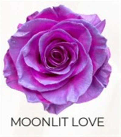 Ruža farbená Moonlit Love, Ekvádor • 50 cm