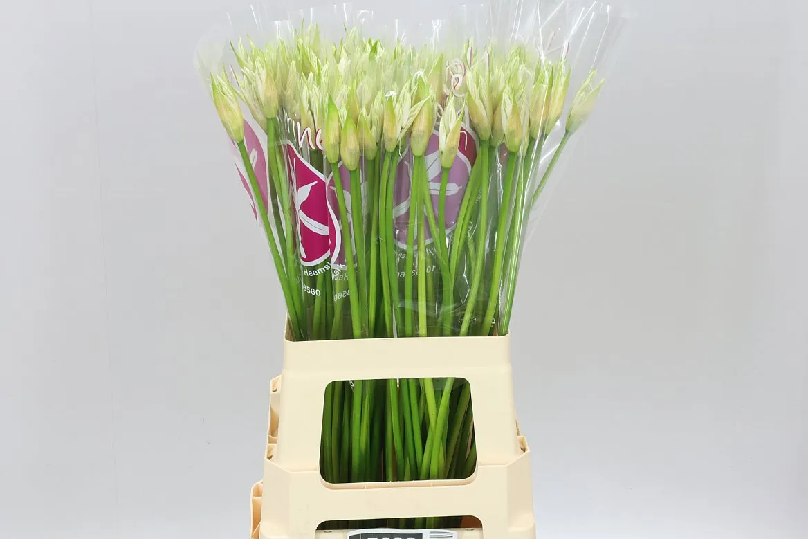 Nerine Bo Bianca Perla • 65 cm
