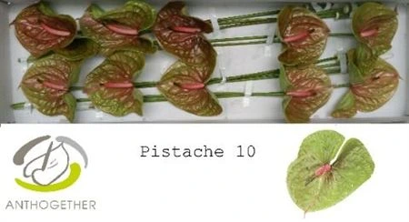 Antúrium Pistache