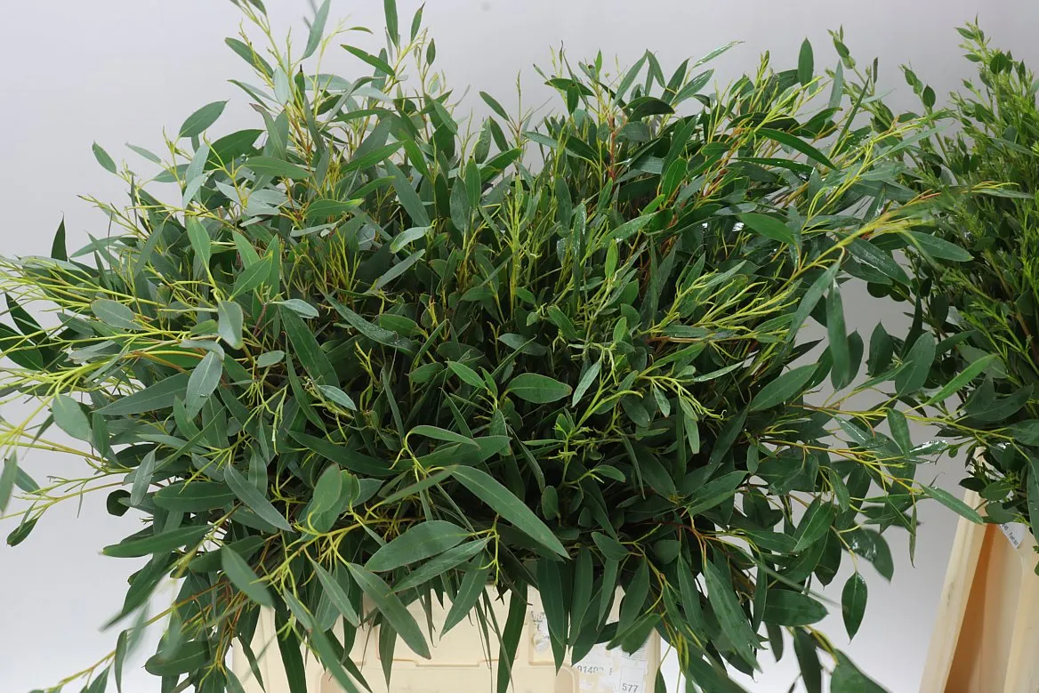 Igg Euc Coccifera X10 Stems • 60 cm