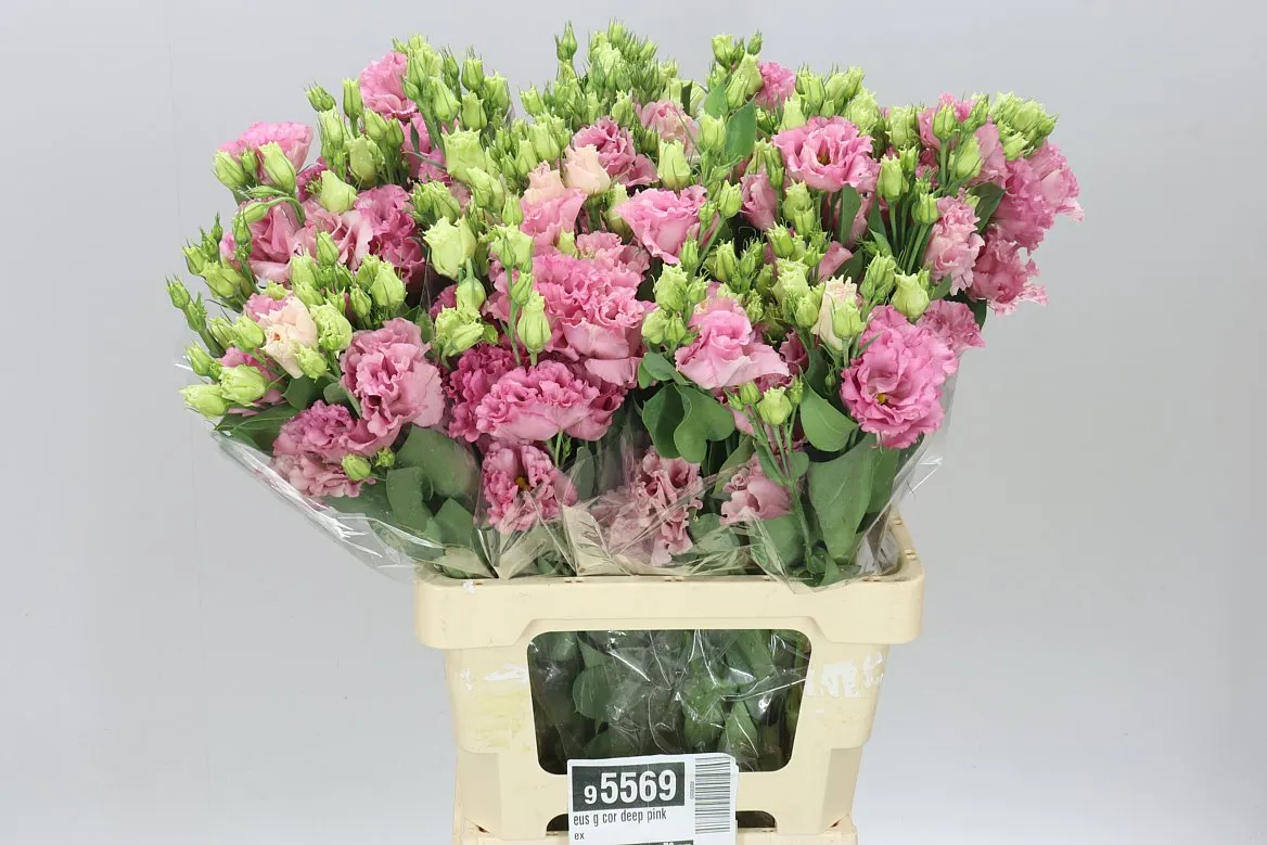 Eus G Corelli Light Pink • 72 cm