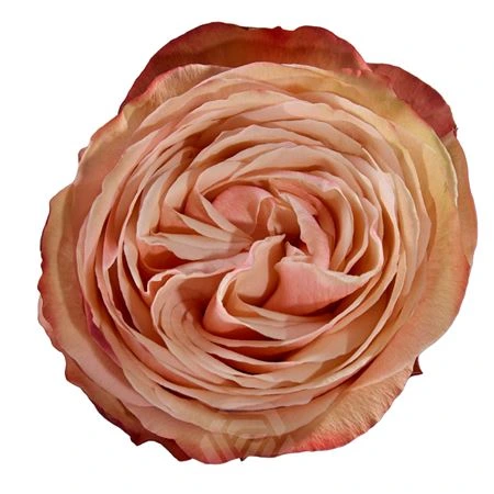 Ruža Kahala Box, Ekvádor • 50 cm