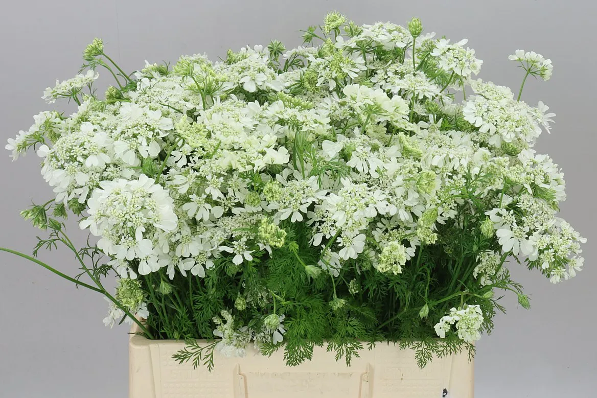 Orlaya Grandflora White • 60 cm