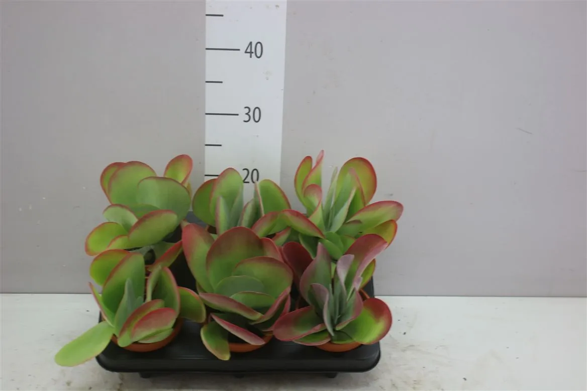 Kalanchoe Thyrsiflora In Terracotta • črepník 11 cm