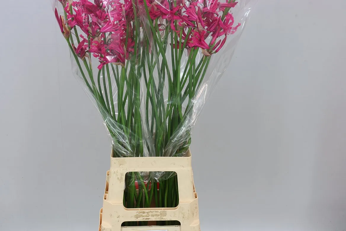 Nerine Bo Sanne Artistic • 70 cm