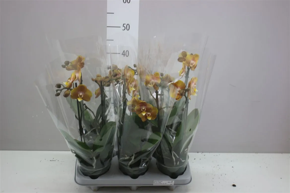Orchidea Phalaenopsis Mltf oranžová, 2 výhony • črepník 12 cm