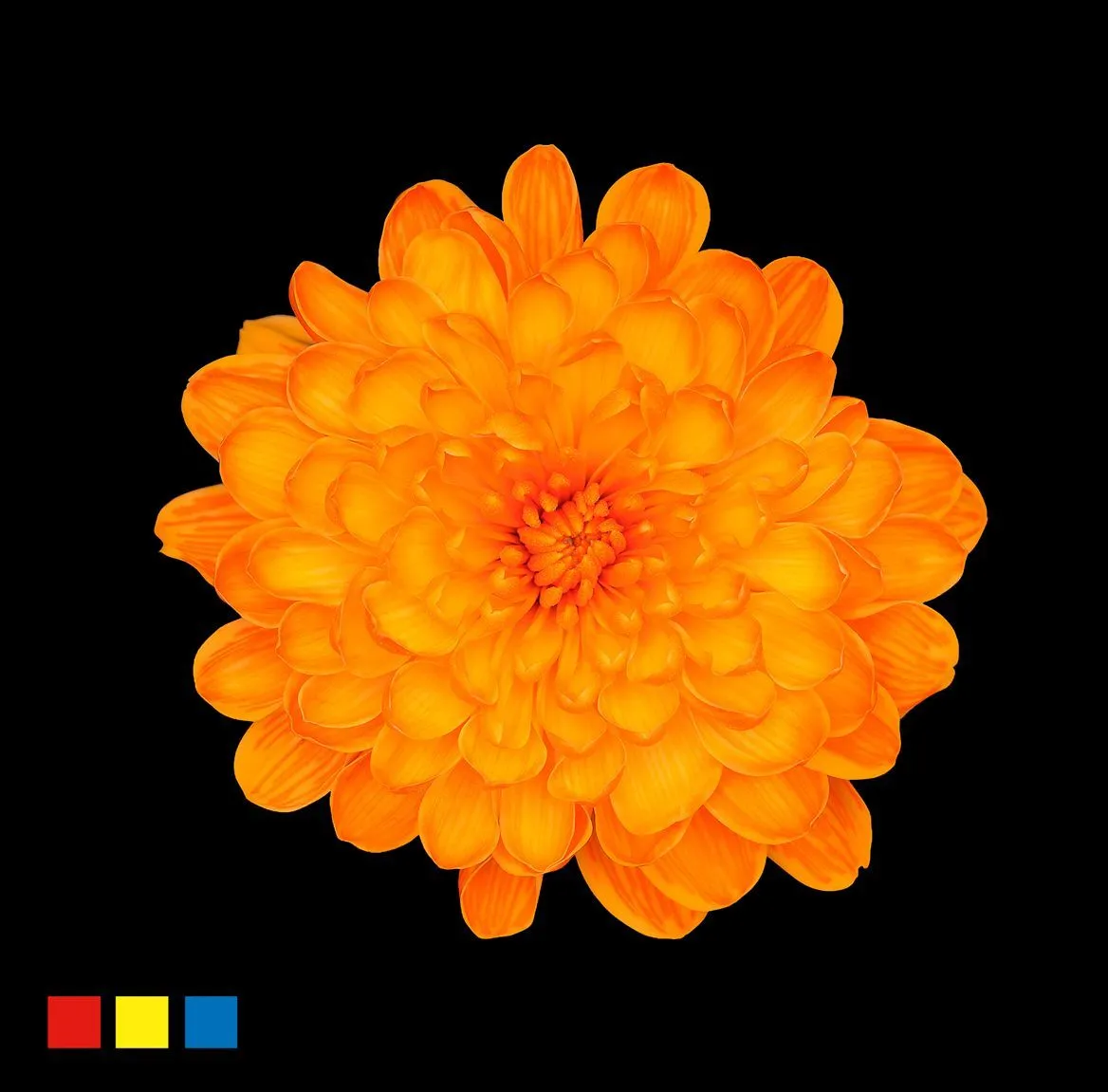 Chryzantéma trsová Altaj Orange • 70 cm