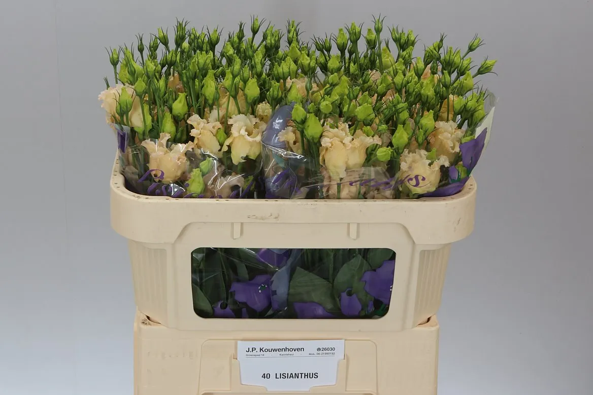 Eustóma jednoduchá Falda Apricot • 72 cm