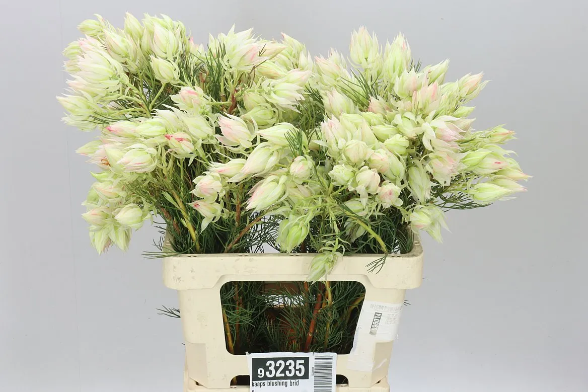 Kaaps Blushing Bride • 60 cm