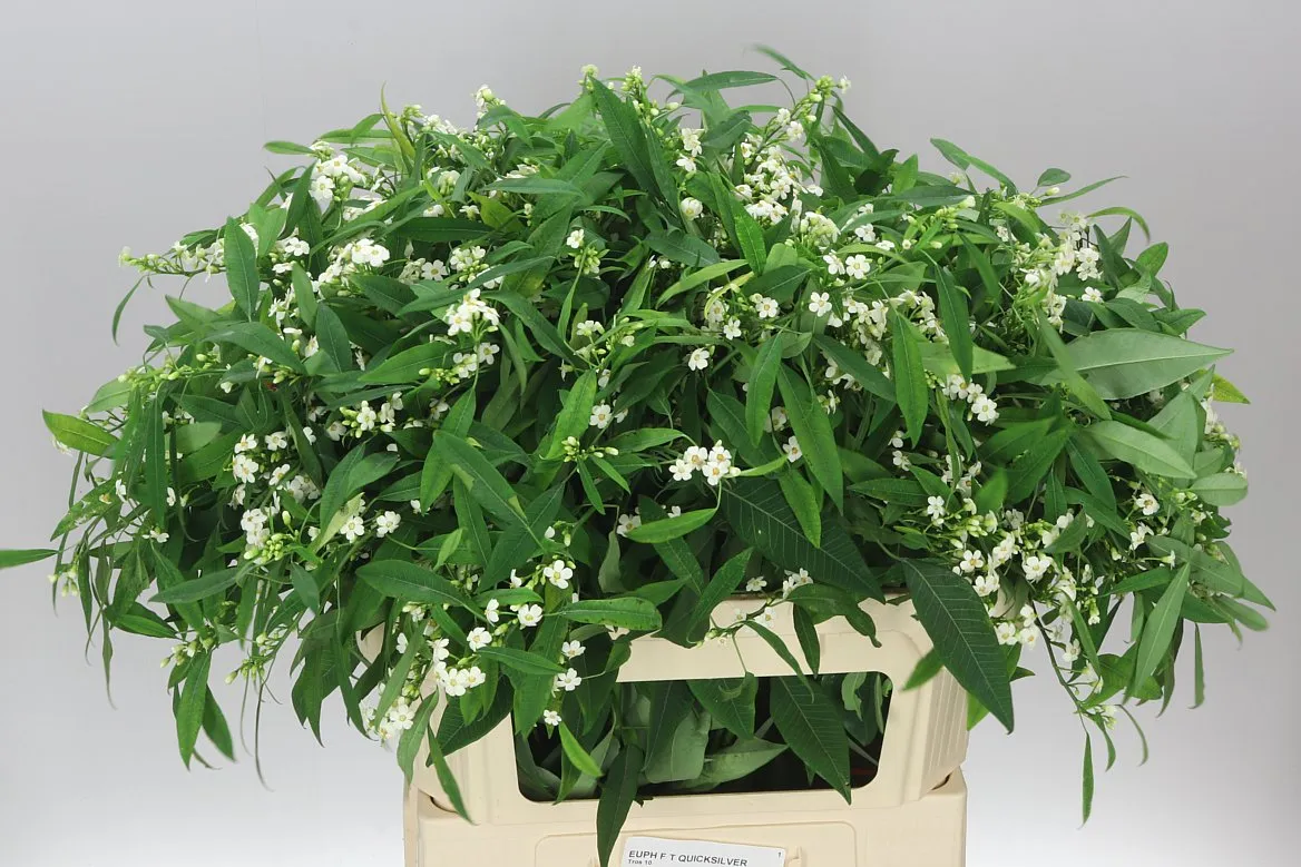 Euphorbia F T Quicksilver • 80 cm