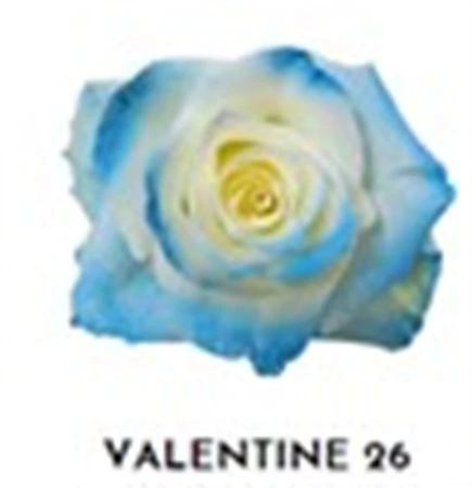 Ruža farbená Valentine 26, Ekvádor • 50 cm