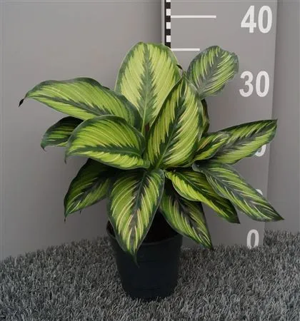 Calathea Beautystar • črepník 12 cm