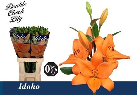 Ľalia LA Idaho • 90 cm