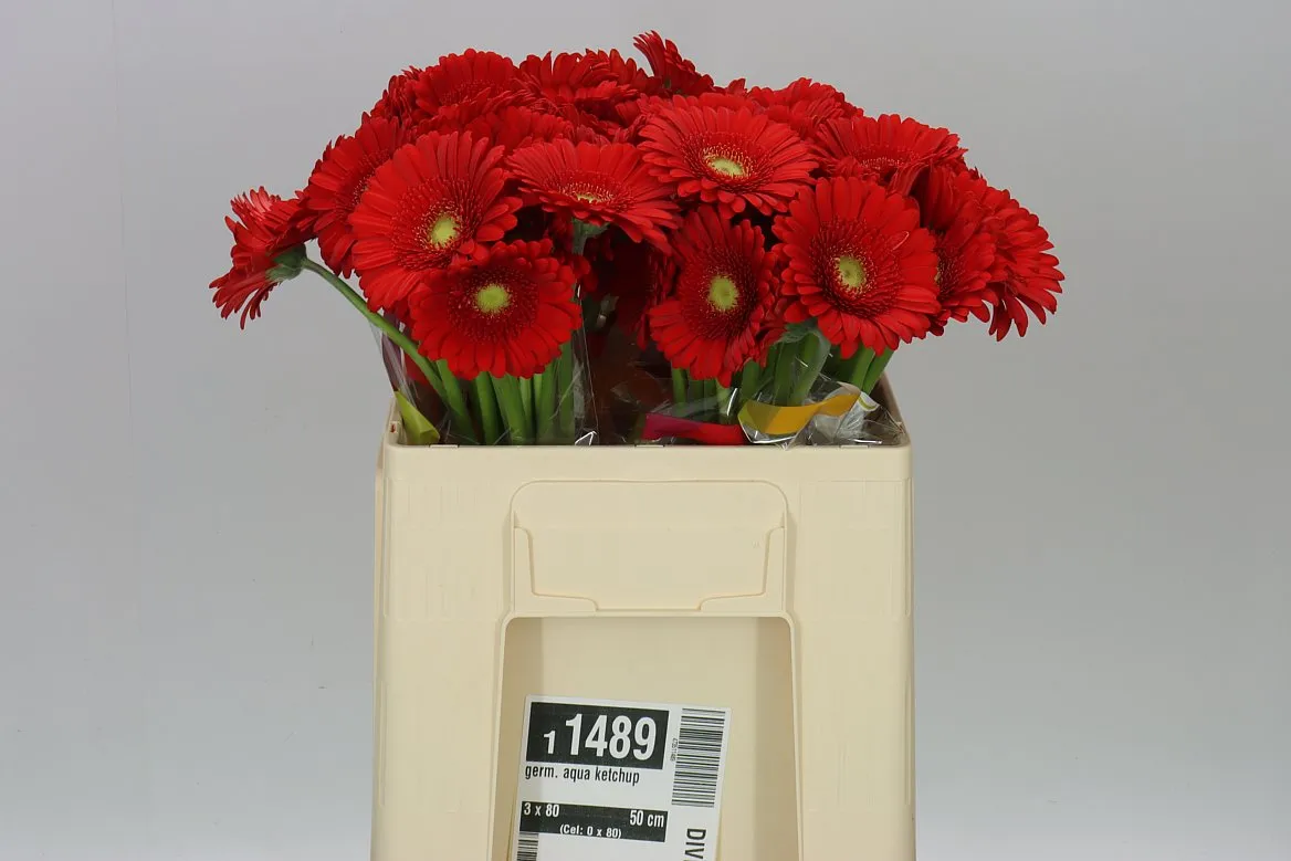 Germini Aqua Ketchup • 50 cm