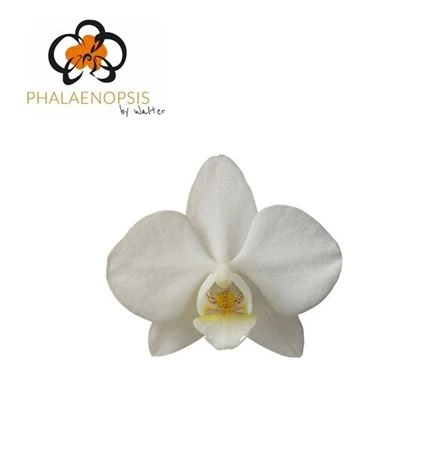 Orchidea Phalaenopsis Venice